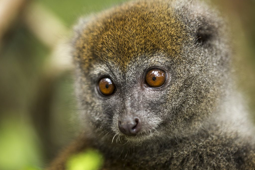 Detail of Eastern Gray Bamboo Lemur, Madagascar by Corbis