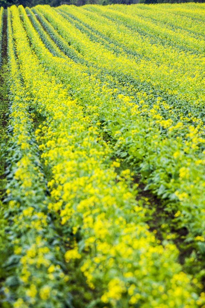 Detail of Farming in the Willamette Valley of Oregon by Corbis