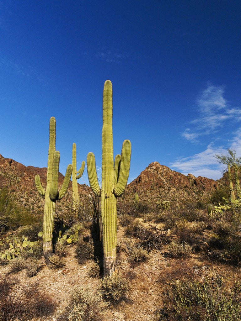 Detail of Sonoran Desert and Mountains of the Saguaro National Park by Corbis