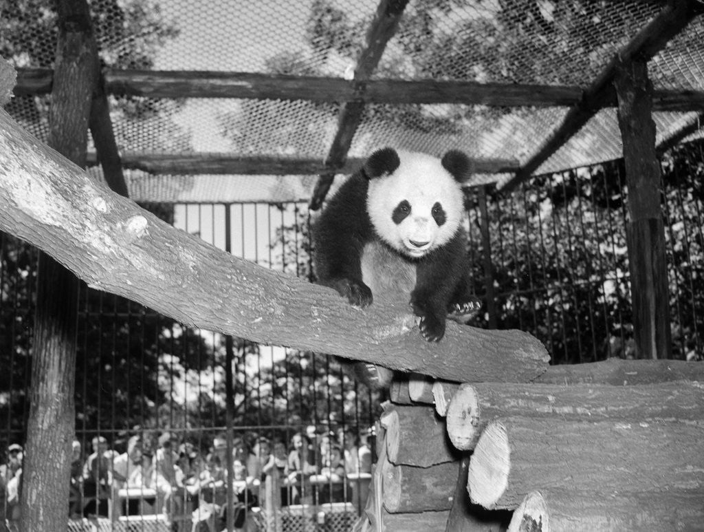 Detail of Giant panda Su-Lin at the Brookfield Zoo in Illinois, USA, ca. 1937 by Corbis