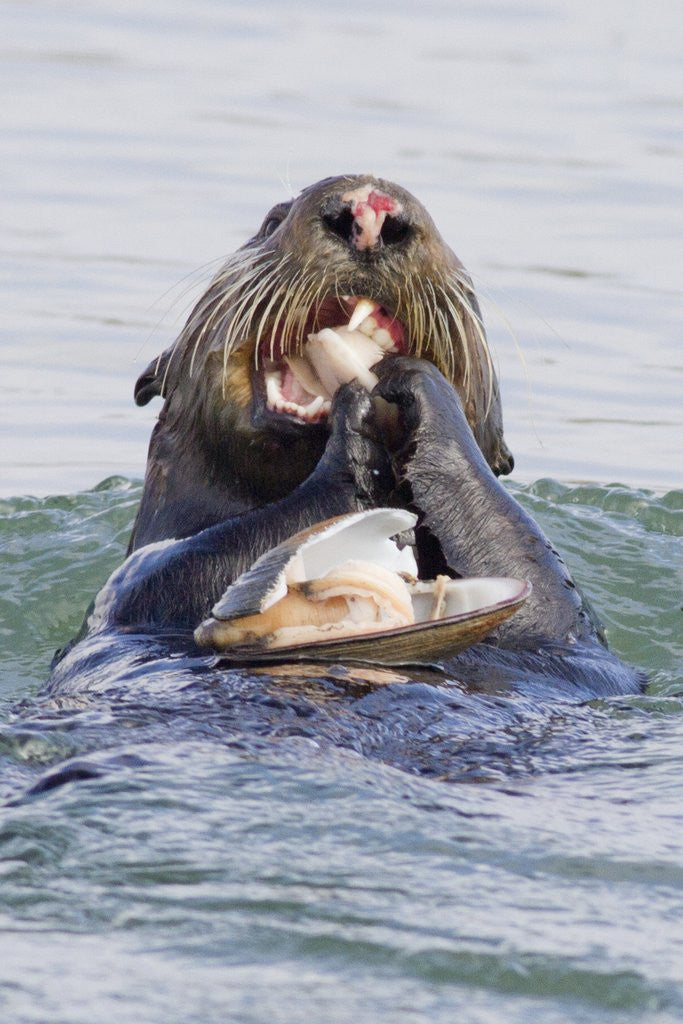 Detail of Southern Sea Otter eats a clam by Corbis