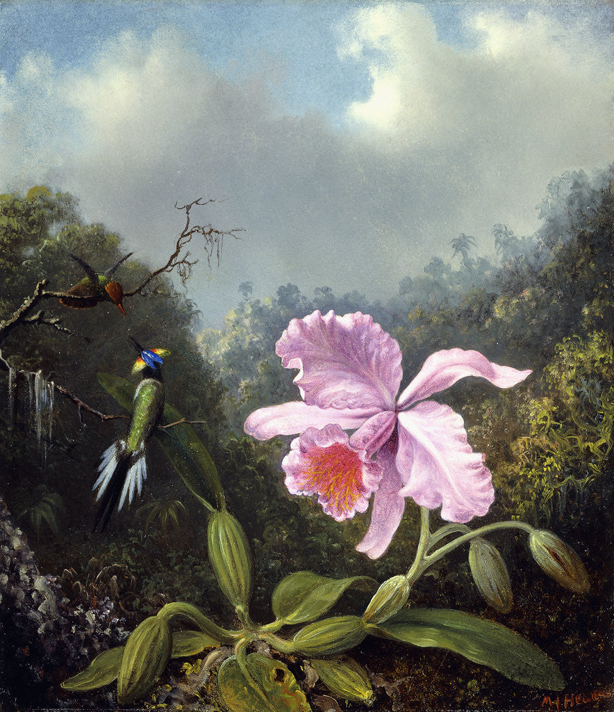 Detail of Still Life with Orchid and Pair of Hummingbirds by Martin Johnson Heade