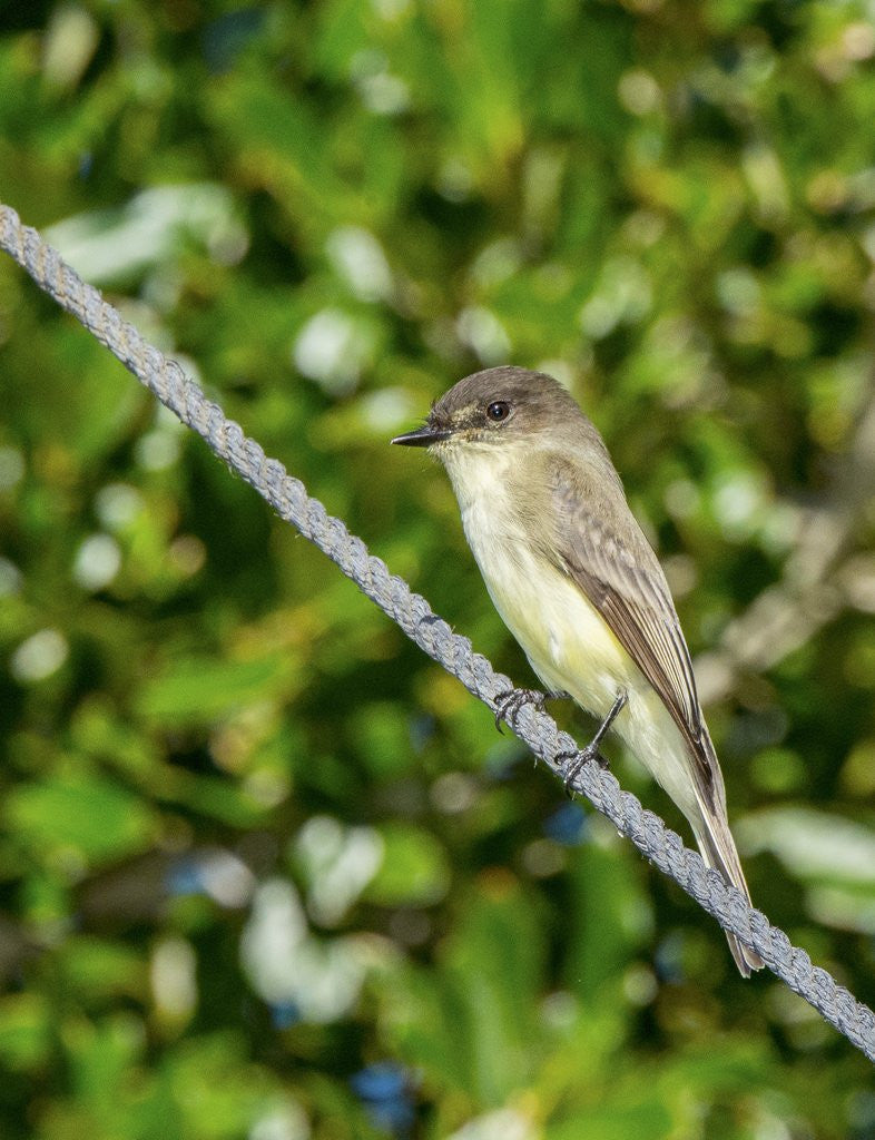 Detail of Eastern Phoebe by Corbis