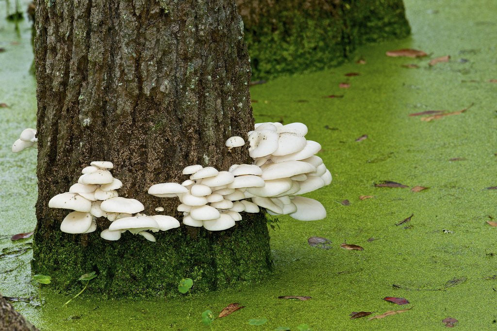 Detail of Mushroom growth on swamp tree by Corbis