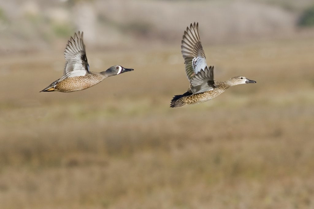 Detail of Blue-Winged Teal Ducks in flight by Corbis