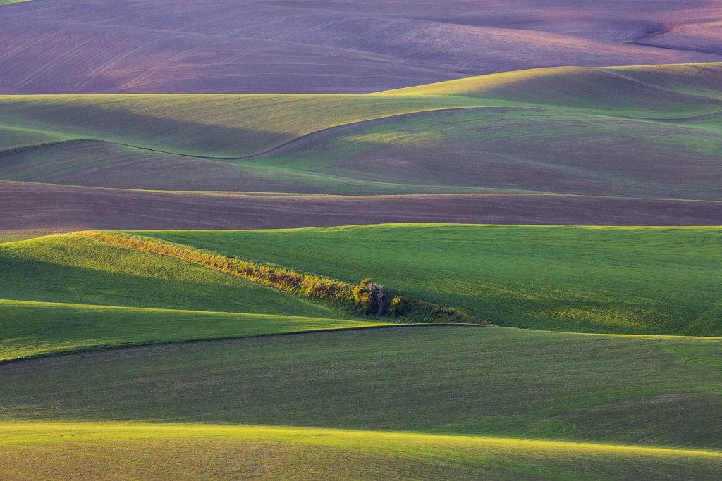 Detail of Spring Rolling Hills of Wheat and Fallow fields by Corbis