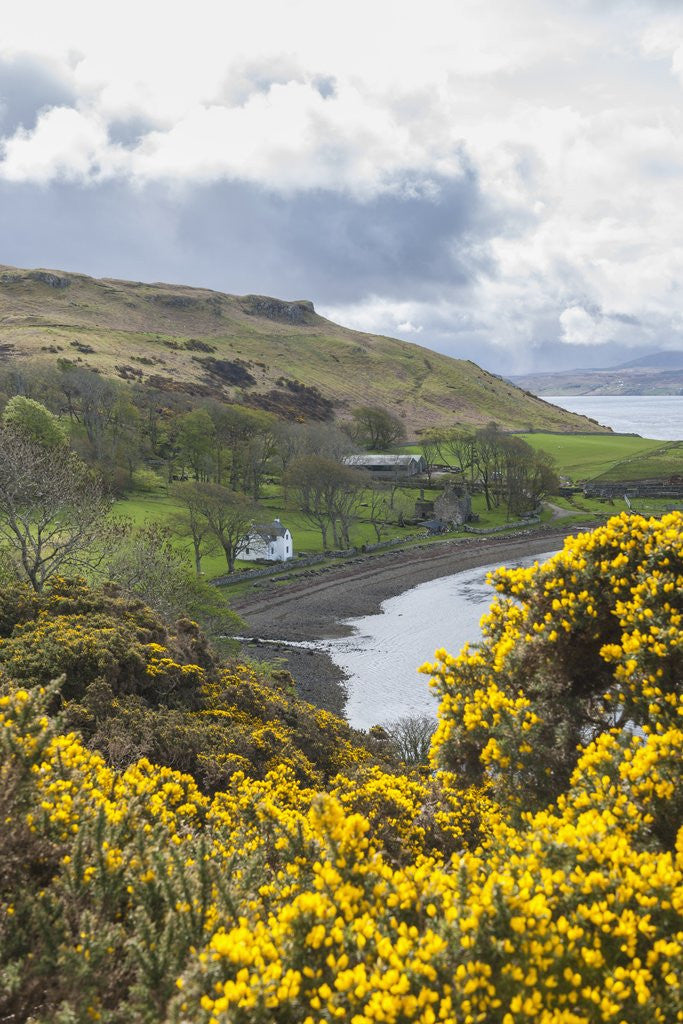 Detail of Landscape around Loch Harport by Corbis