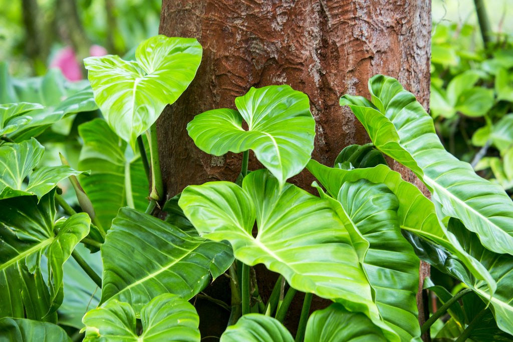 Detail of Philodendrons Growing in Forest by Corbis