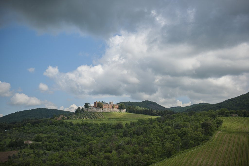 Detail of Landscape near Brolio castle by Corbis