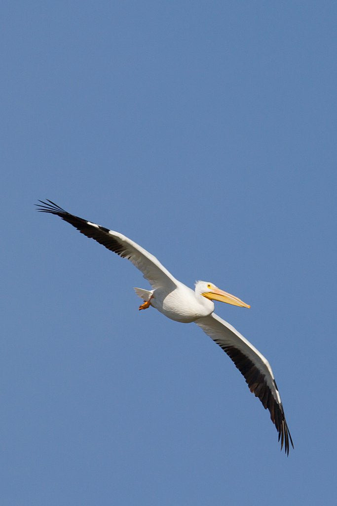 Detail of American White Pelican in flight by Corbis