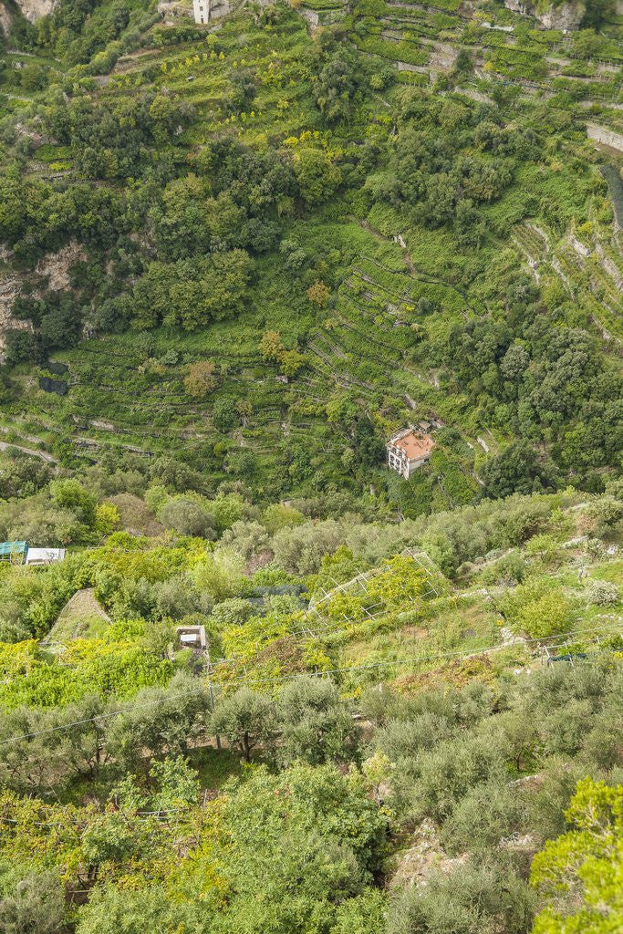 Detail of Landscape near Ravello by Corbis