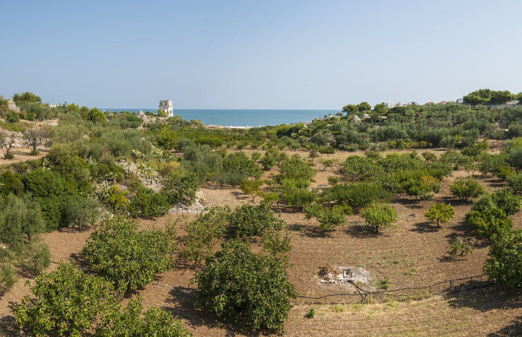 Detail of Landscape between Trani and Bisceglie by Corbis