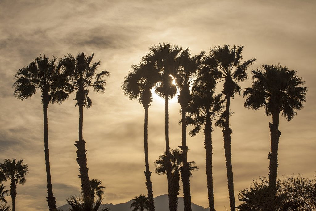 Detail of California Fan Palms by Corbis