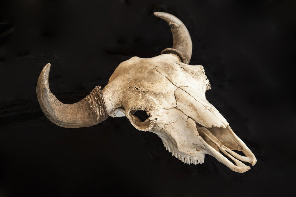Detail of Buffalo Skull on Black Background by Corbis