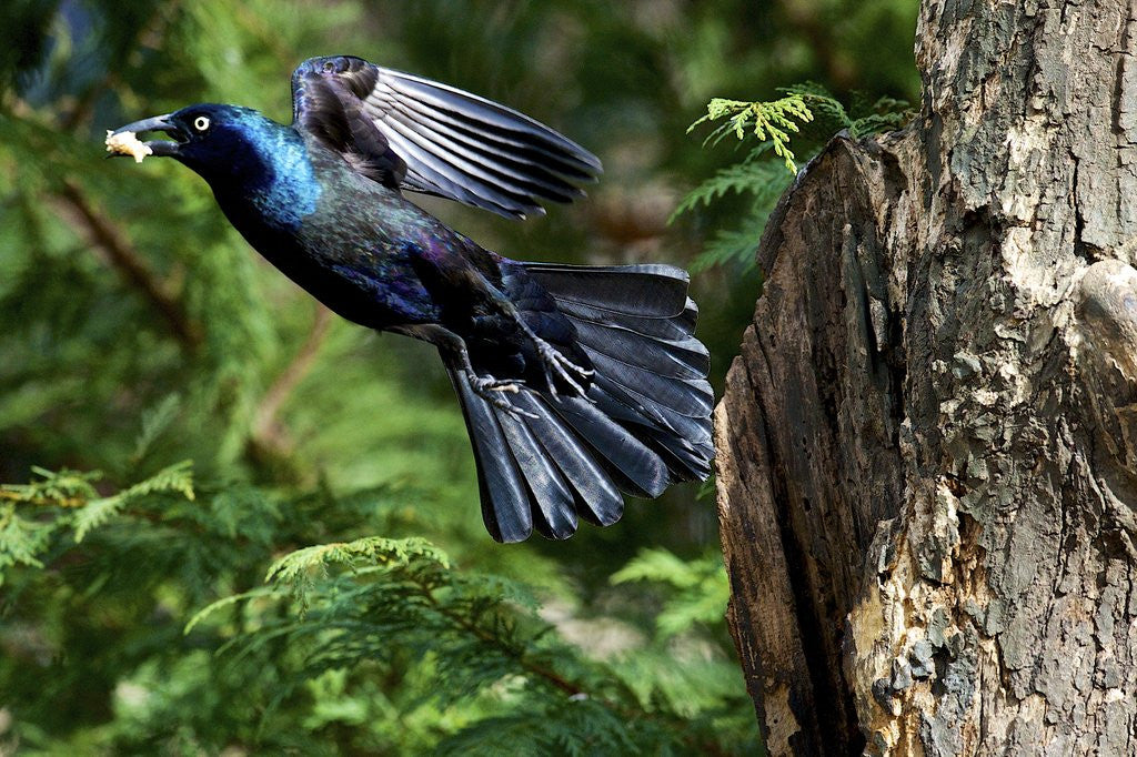 Detail of Common Grackle flying, McLeansville, North Carolina, USA by Corbis