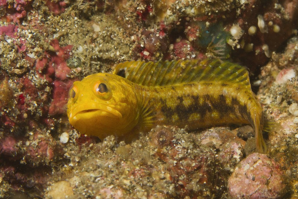 Detail of Female Variable Jawfish by Corbis