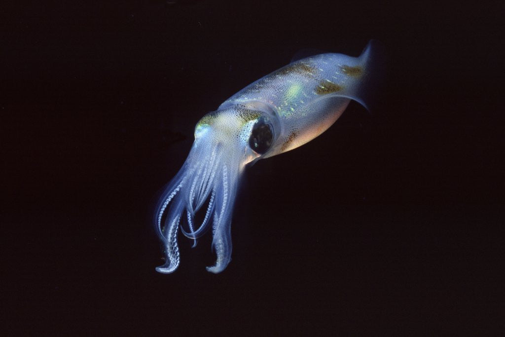 Detail of Bigfin Reef Squid by Corbis