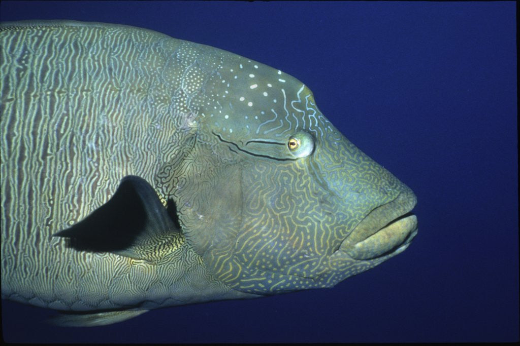 Detail of Humpback Wrasse closeup by Corbis