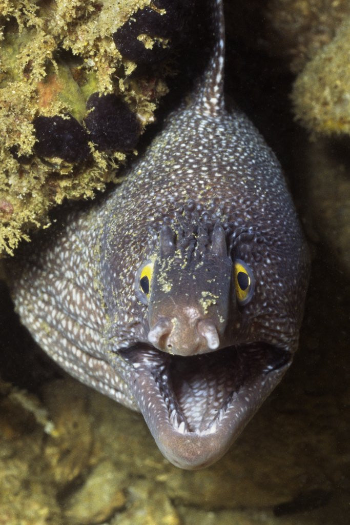 Detail of Yellow-Edged Moray Eel by Corbis