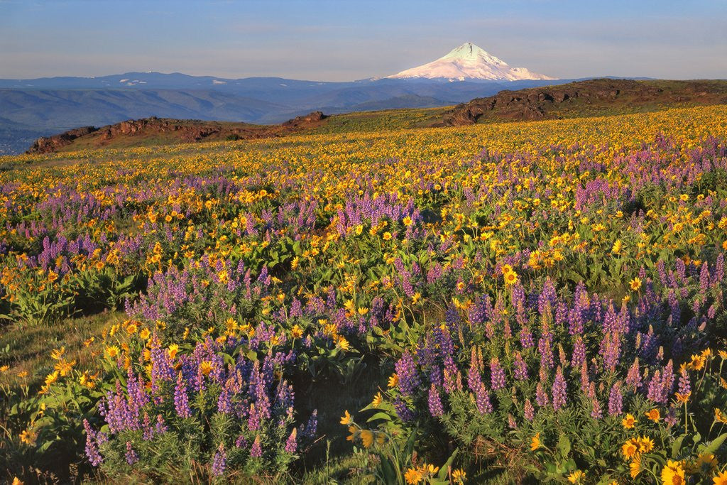 Detail of Lupine & balsamroot with Mt. Hood by Corbis