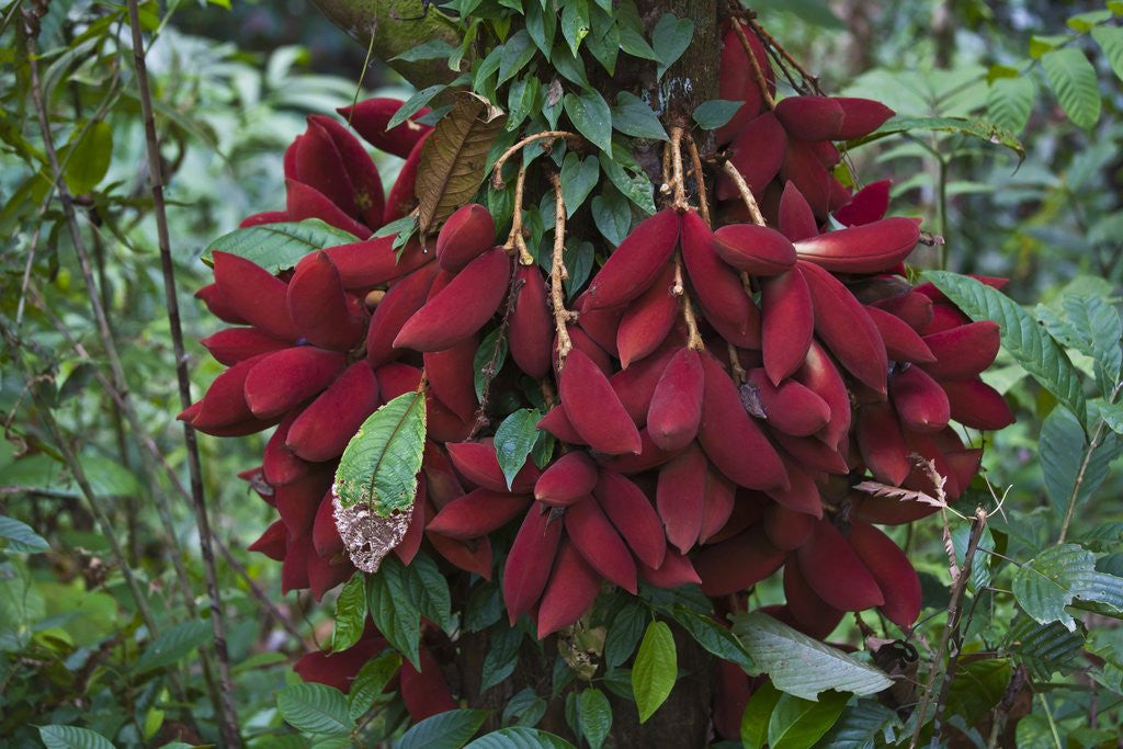 Detail of Fruit of the Kalumpang tree by Corbis