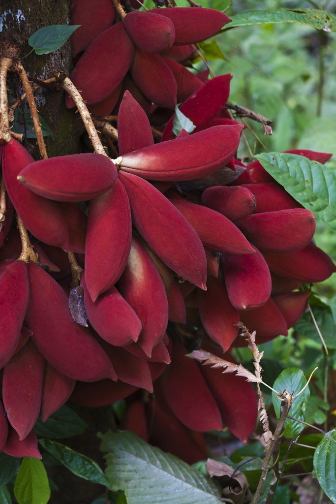 Detail of Kalumpang tree by Corbis