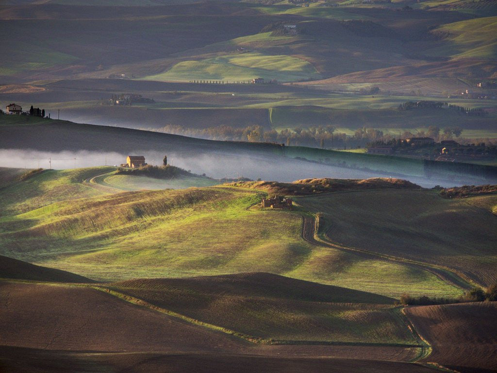 Detail of Morning light over the fields of Winter Wheat above the Tuscan Landscape by Corbis