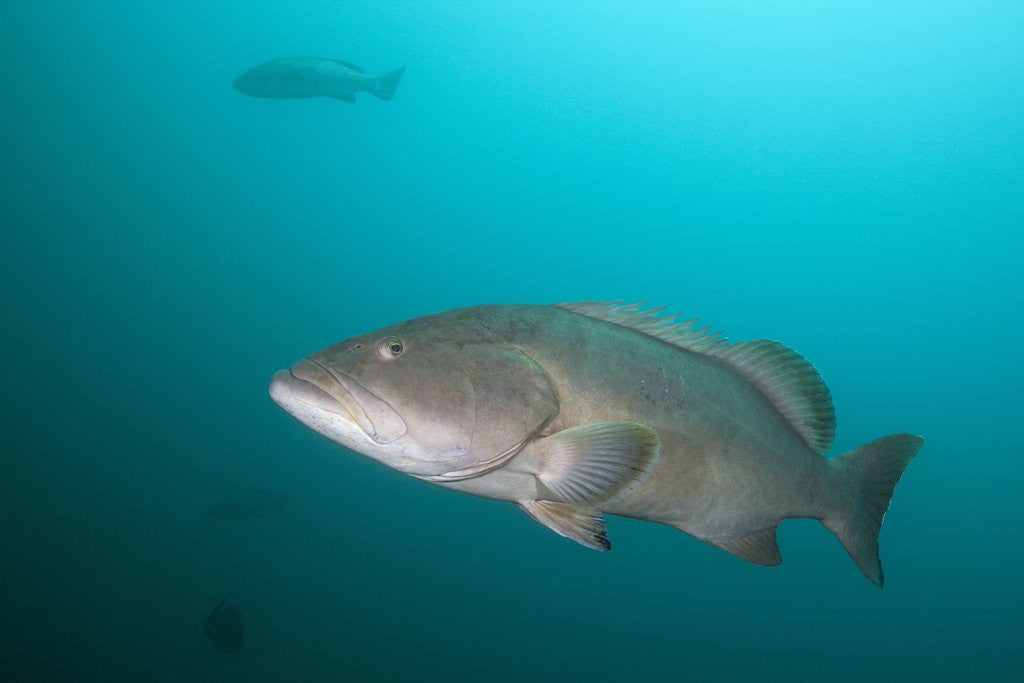 Detail of Pacific Goliath Grouper (Epinephelus quinquefasciatus) by Corbis