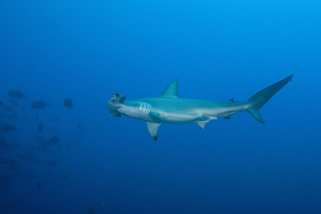 Detail of Scalloped Hammerhead Shark (Sphyrna lewini) by Corbis