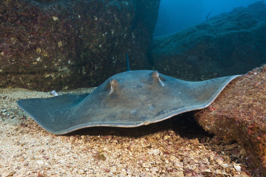 Detail of Diamond Stingray (Dasyatis brevis) by Corbis