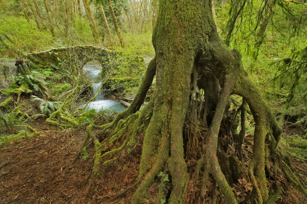 Detail of Cedar tree with exposed roots by Corbis