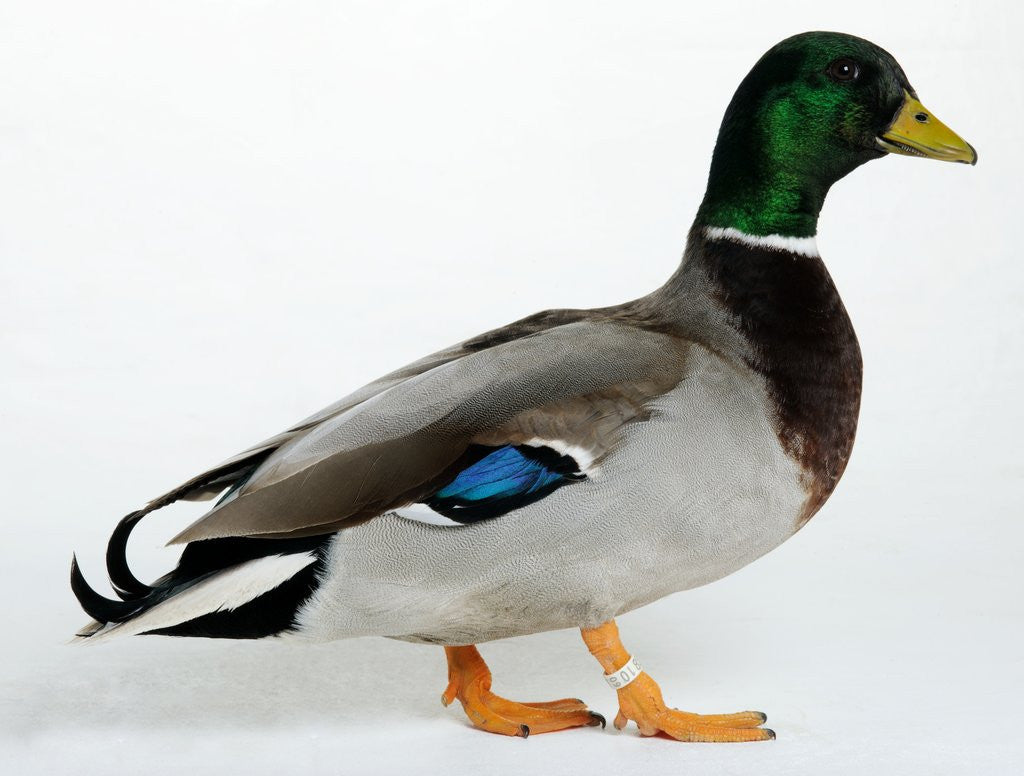 Detail of Rouen Drake by Corbis