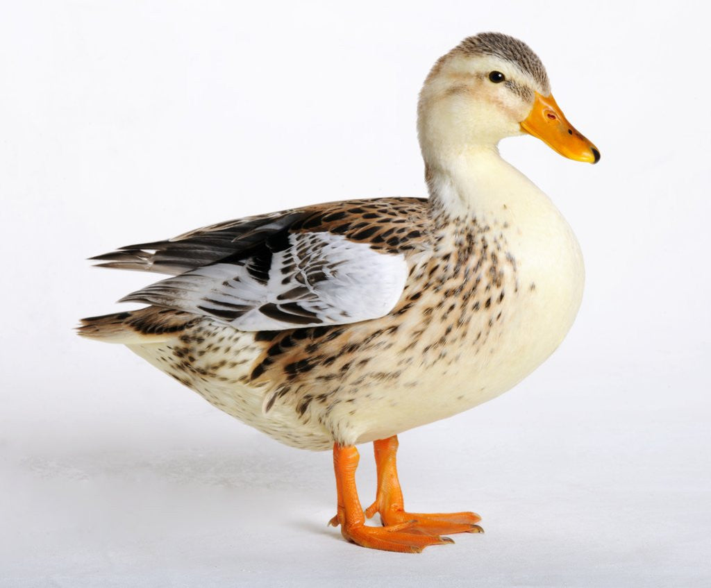 Detail of Silver Appleyard Duck by Corbis