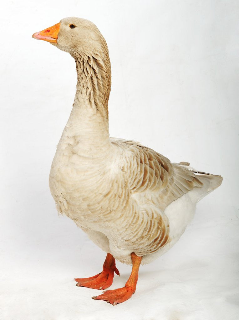 Detail of Brecon Buff Goose by Corbis