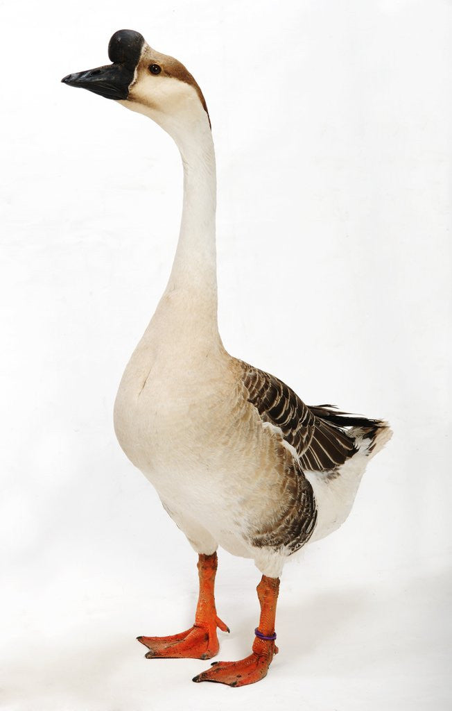 Detail of Chinese goose by Corbis