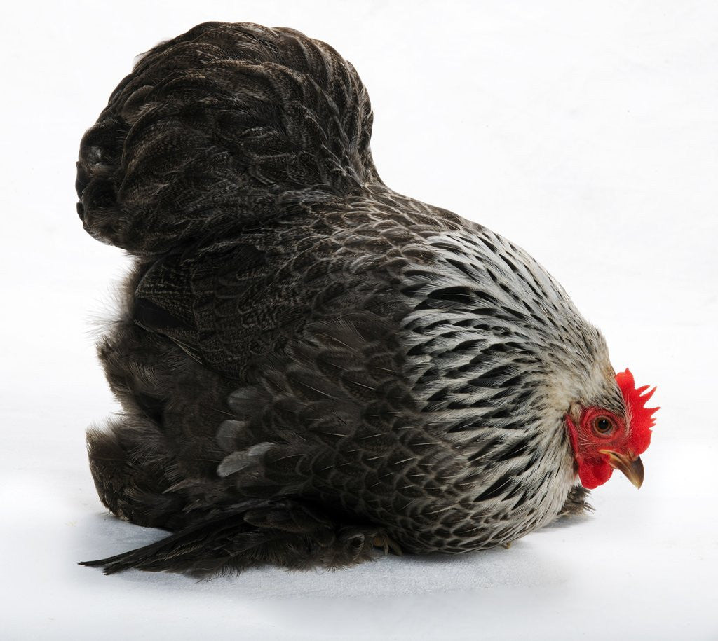 Detail of Pekin Bantam by Corbis