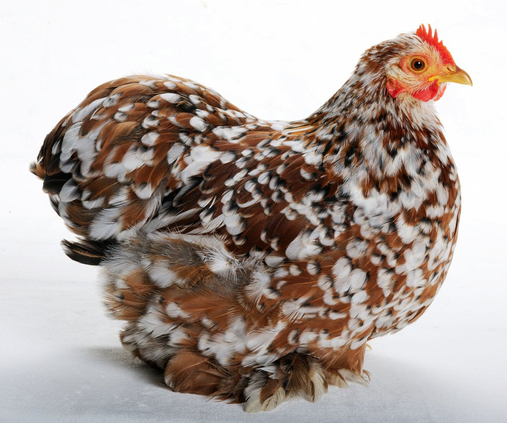 Detail of Pekin/Cochin Bantam by Corbis