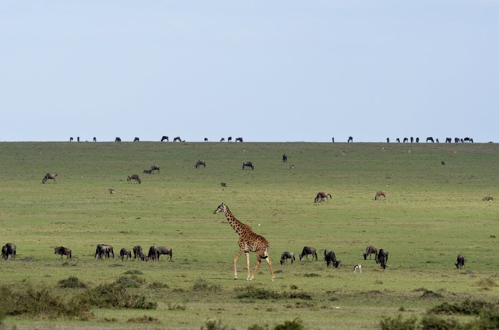 Detail of Kenya, Masai Mara National Reserve, giraffe and wildebeests in the plain by Corbis