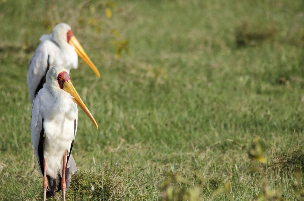 Detail of Kenya, Lake Nakuru National Park, Yellow-billed Stork, Mycteria ibis by Corbis