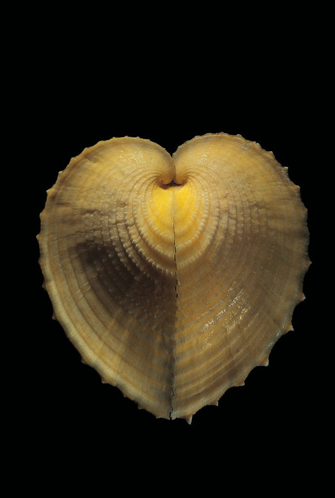 Detail of Corculum cardissa by Corbis