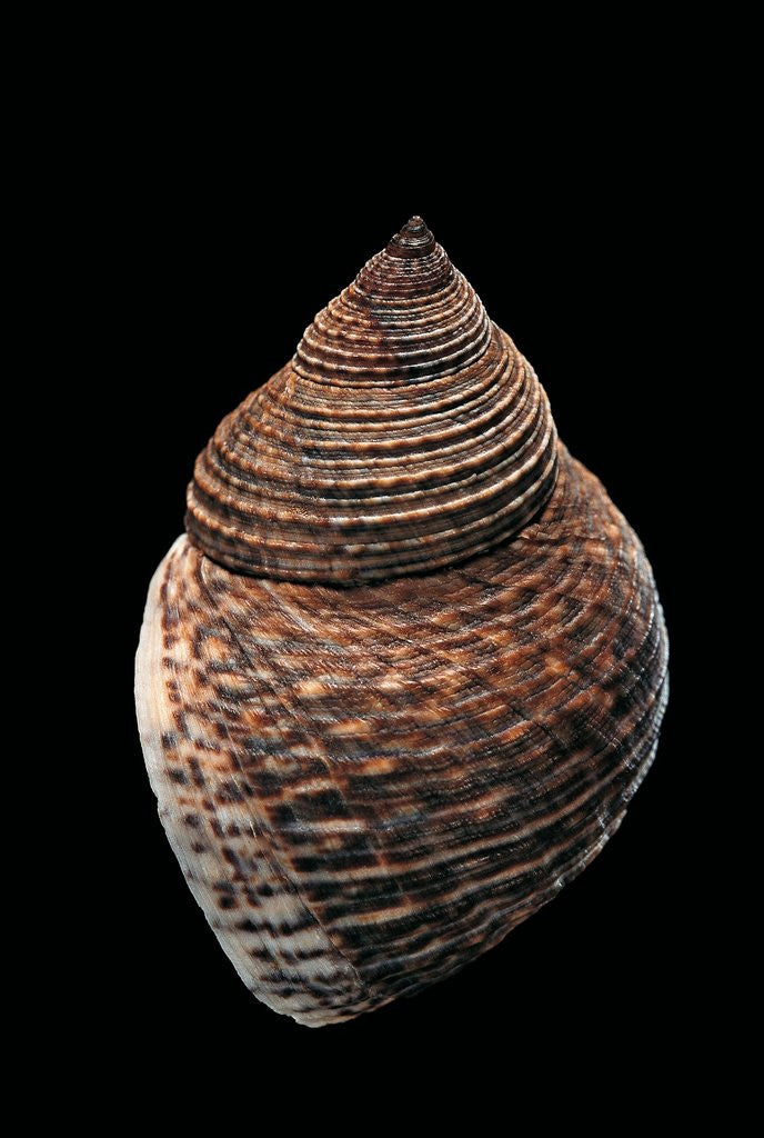 Detail of Littorina fasciata by Corbis