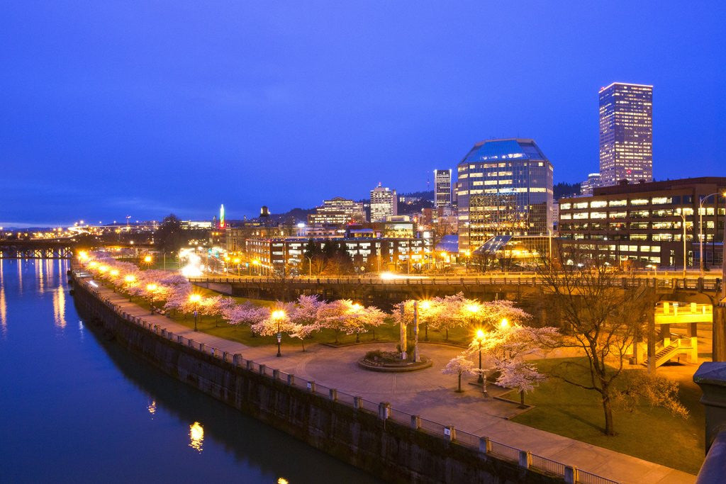 Detail of night image of cherry blossoms and water front park, Willamette River, Portland Oregon by Corbis