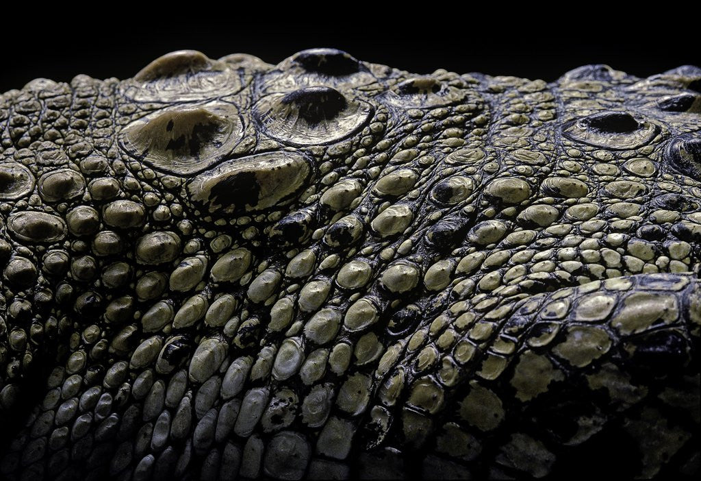 Detail of Crocodylus porosus (saltwater crocodile) - scales by Corbis