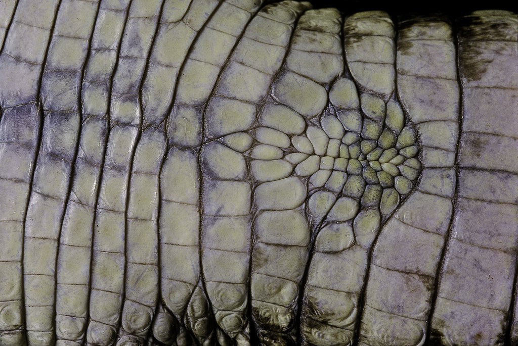 Detail of Caiman crocodilus) (spectacled caiman) - scales by Corbis