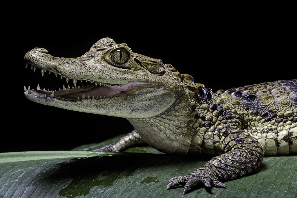 Detail of Caiman crocodilus) (spectacled caiman) by Corbis