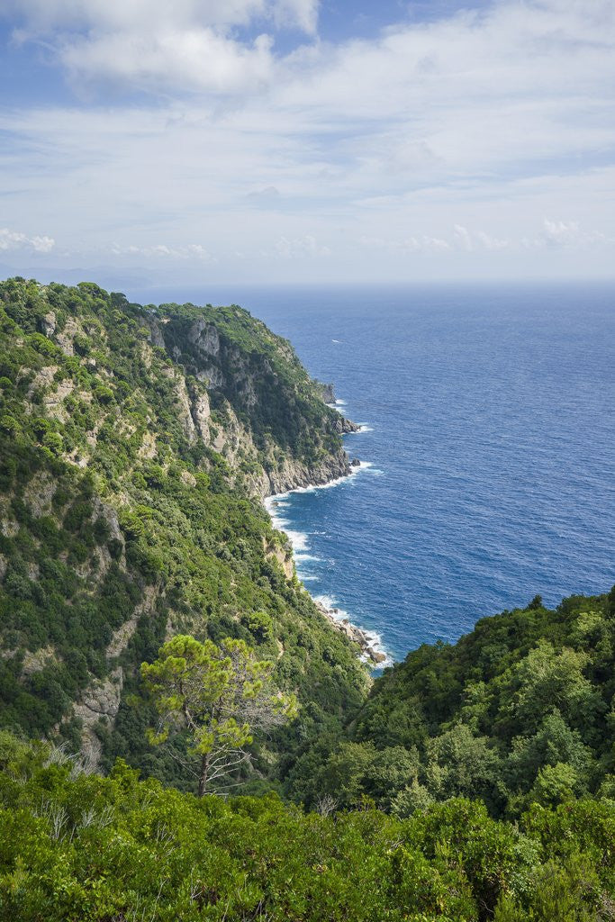 Detail of Landscape along the trail to San Fruttuoso by Corbis