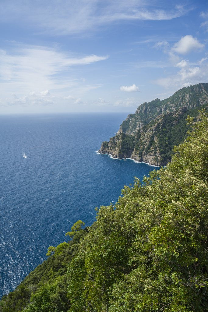 Detail of Landscape along the trail to San Fruttuoso by Corbis