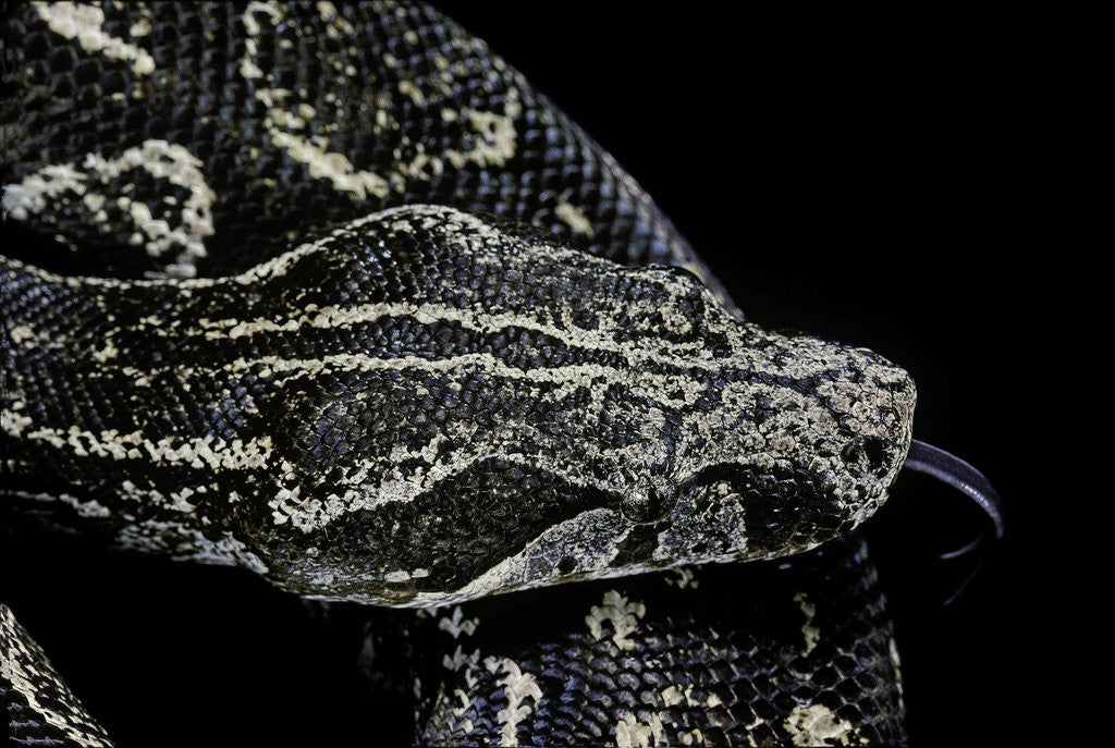 Detail of Boa constrictor occidentalis (Argentine boa constrictor) by Corbis