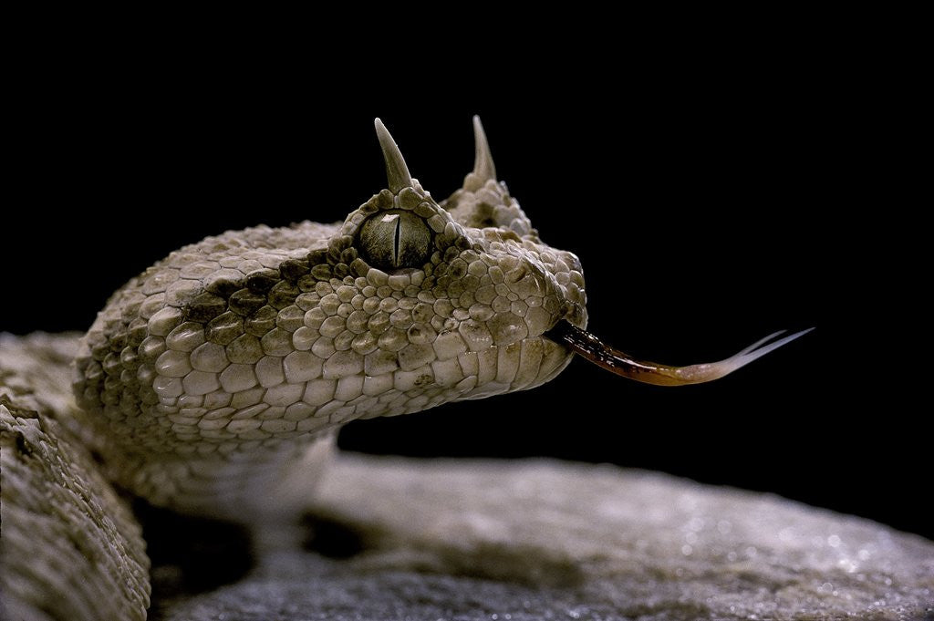 Detail of Cerastes cerastes (horned viper) by Corbis