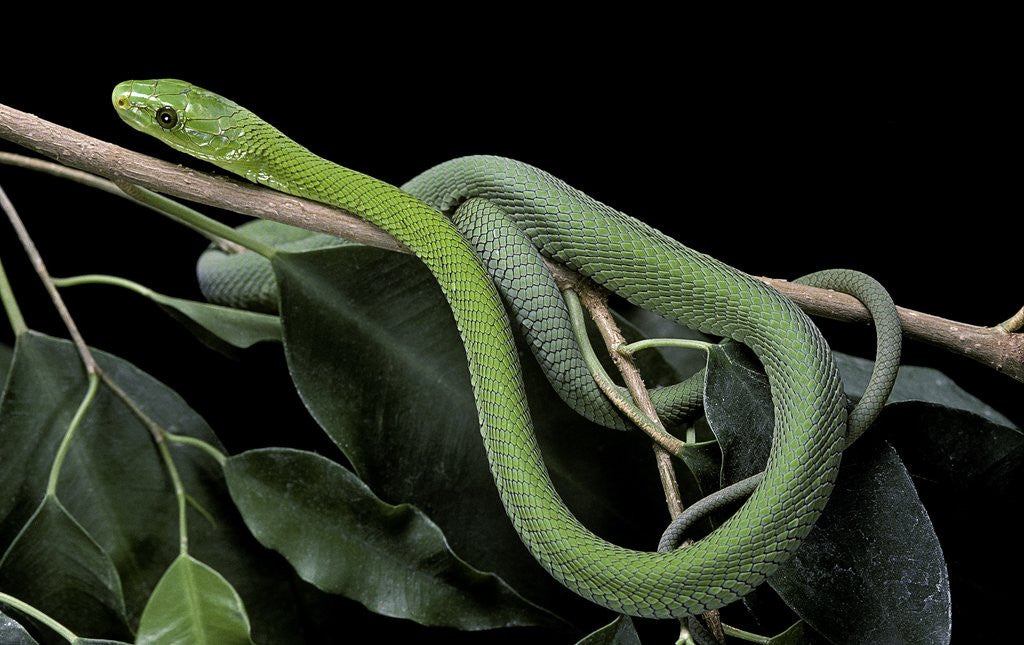 Detail of Dendroaspis angusticeps (common mamba) by Corbis